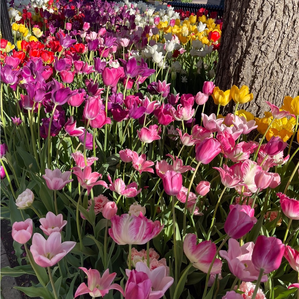 Meet your Posher, Sherilyn